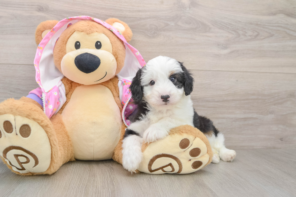 Funny Mini Aussiedoodle Poodle Mix Pup