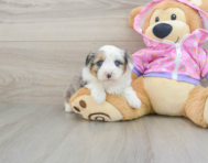 7 week old Mini Aussiedoodle Puppy For Sale - Seaside Pups