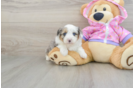 Cute Mini Aussiedoodle Baby