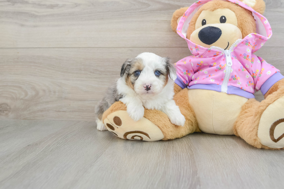 6 week old Mini Aussiedoodle Puppy For Sale - Seaside Pups