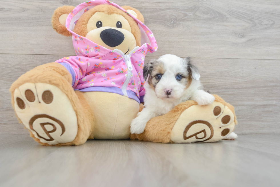 Mini Aussiedoodle Puppy for Adoption