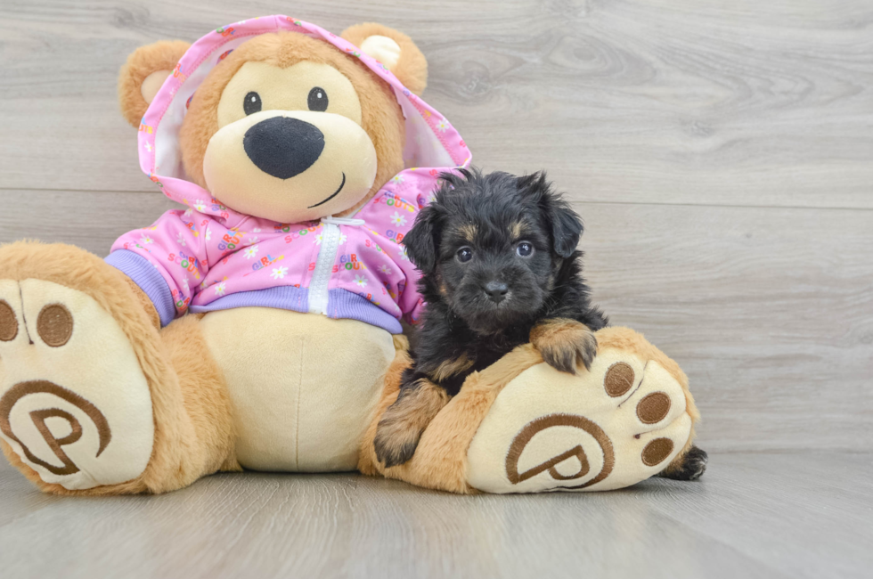 6 week old Mini Aussiedoodle Puppy For Sale - Seaside Pups