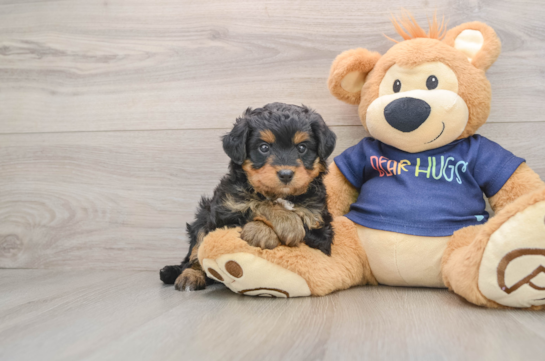 Friendly Mini Aussiedoodle Baby