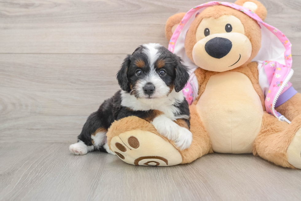 Mini Aussiedoodle Pup Being Cute