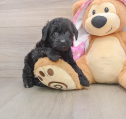7 week old Mini Aussiedoodle Puppy For Sale - Seaside Pups