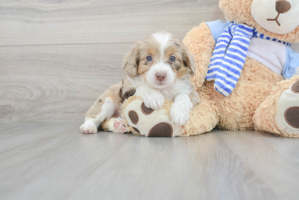 Adorable Aussiepoo Poodle Mix Puppy