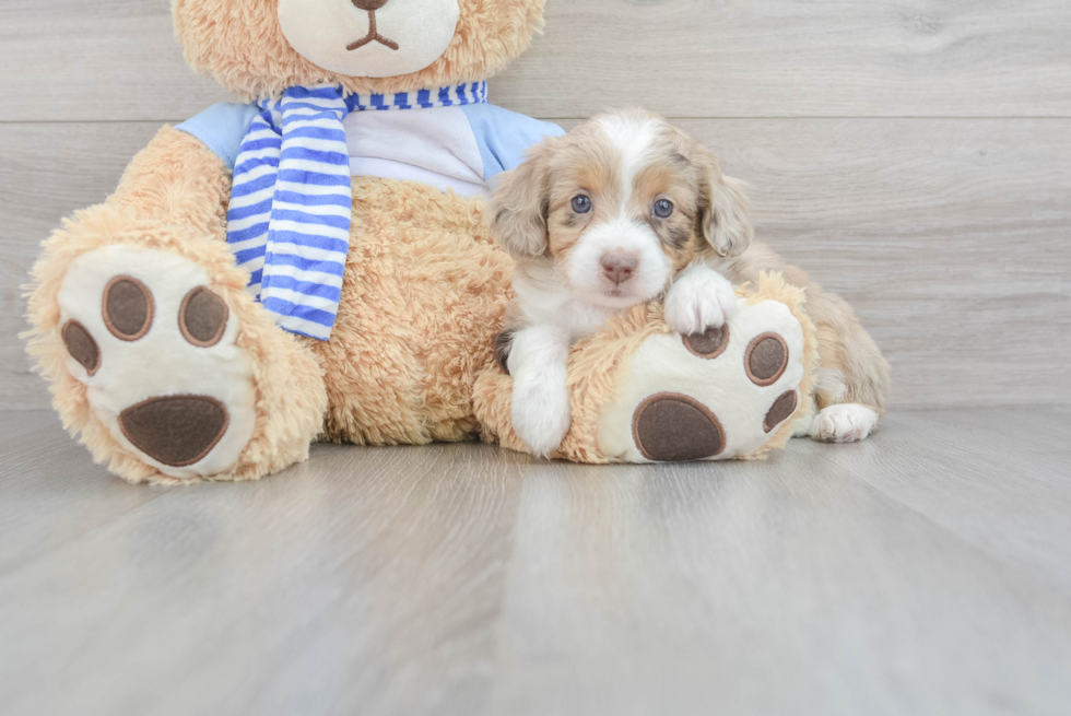 Mini Aussiedoodle Puppy for Adoption