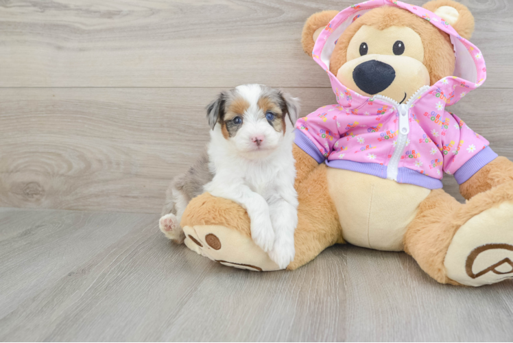 Funny Mini Aussiedoodle Poodle Mix Pup