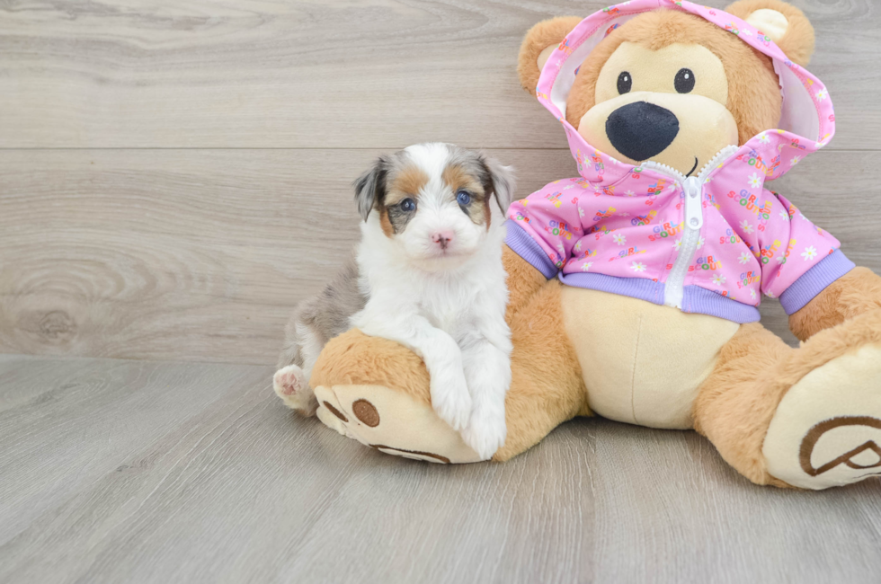 6 week old Mini Aussiedoodle Puppy For Sale - Seaside Pups