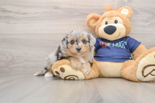 Happy Mini Aussiedoodle Baby