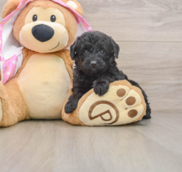 8 week old Mini Aussiedoodle Puppy For Sale - Seaside Pups