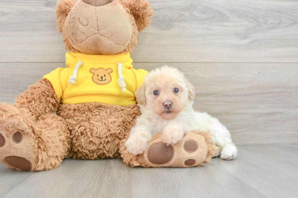 7 week old Mini Aussiedoodle Puppy For Sale - Seaside Pups