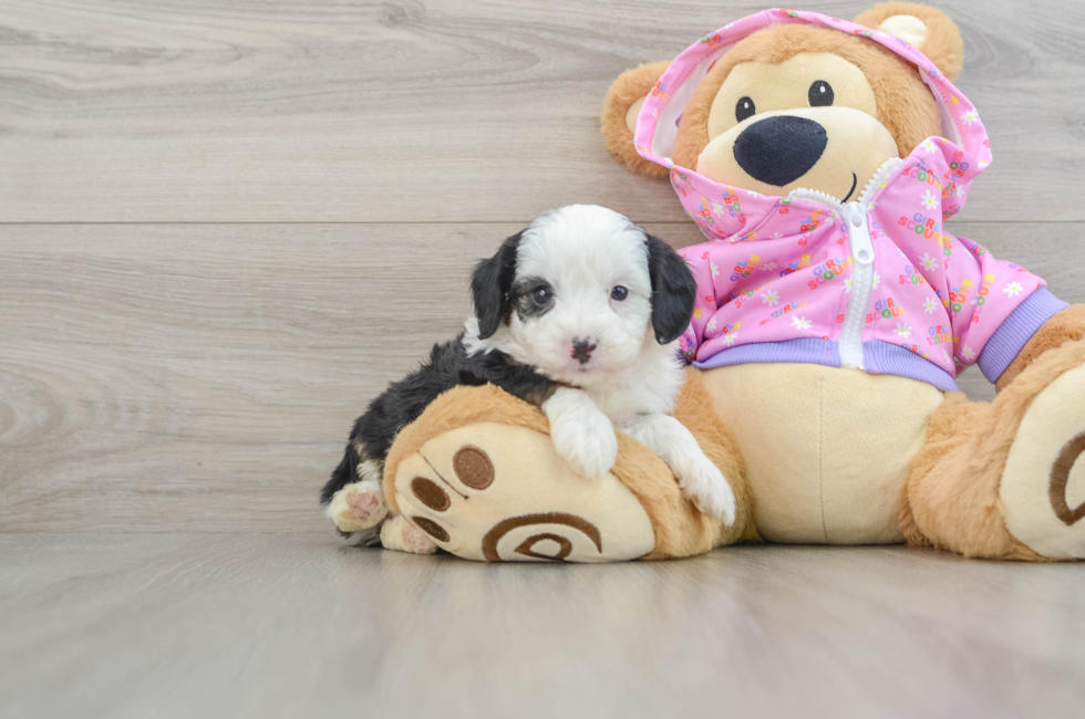 6 week old Mini Aussiedoodle Puppy For Sale - Seaside Pups