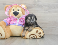 7 week old Mini Aussiedoodle Puppy For Sale - Seaside Pups