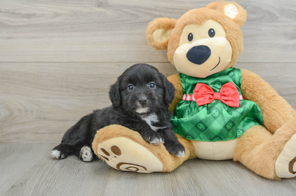 6 week old Mini Aussiedoodle Puppy For Sale - Seaside Pups