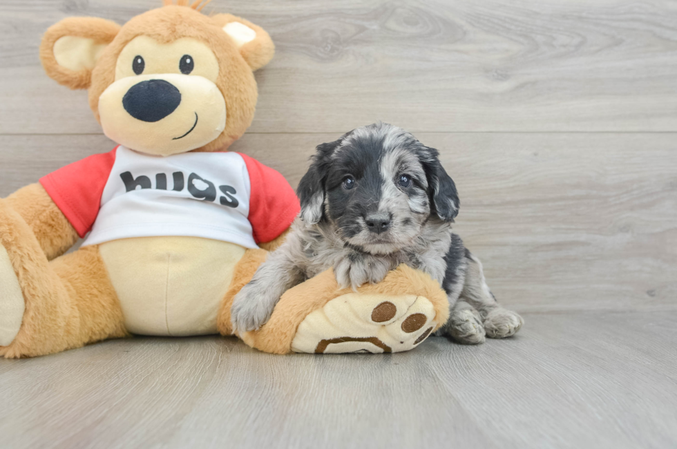 6 week old Mini Aussiedoodle Puppy For Sale - Seaside Pups