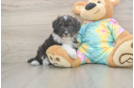 Mini Aussiedoodle Pup Being Cute