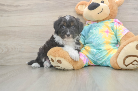 Mini Aussiedoodle Pup Being Cute