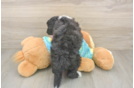 Happy Mini Aussiedoodle Baby