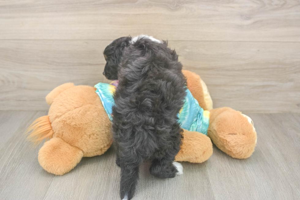 Happy Mini Aussiedoodle Baby