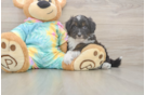 Mini Aussiedoodle Pup Being Cute