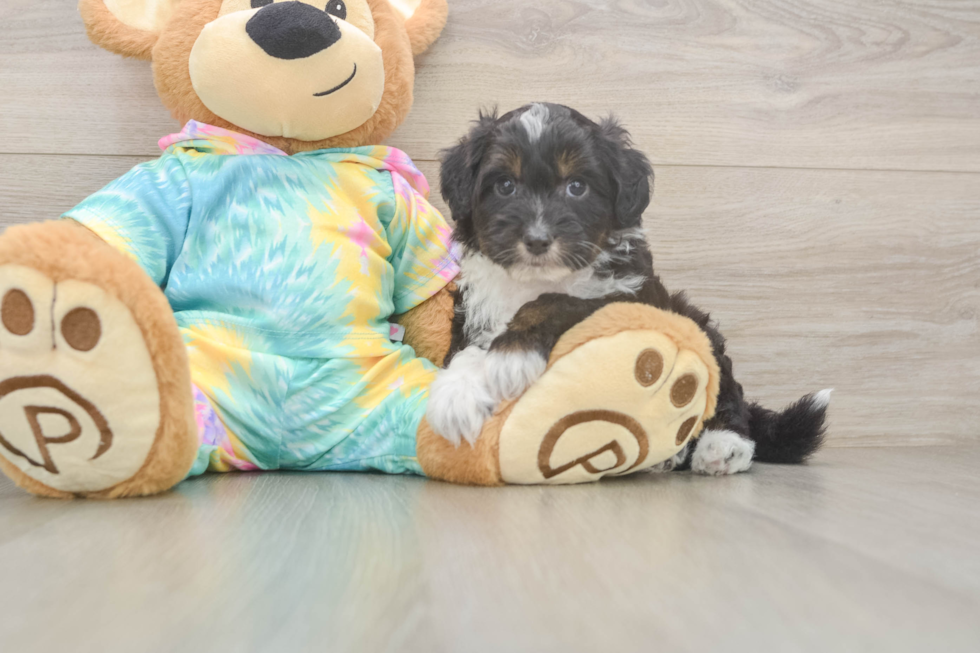 Mini Aussiedoodle Pup Being Cute