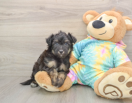 6 week old Mini Aussiedoodle Puppy For Sale - Seaside Pups