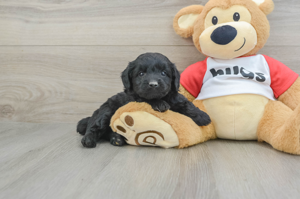 6 week old Mini Aussiedoodle Puppy For Sale - Seaside Pups