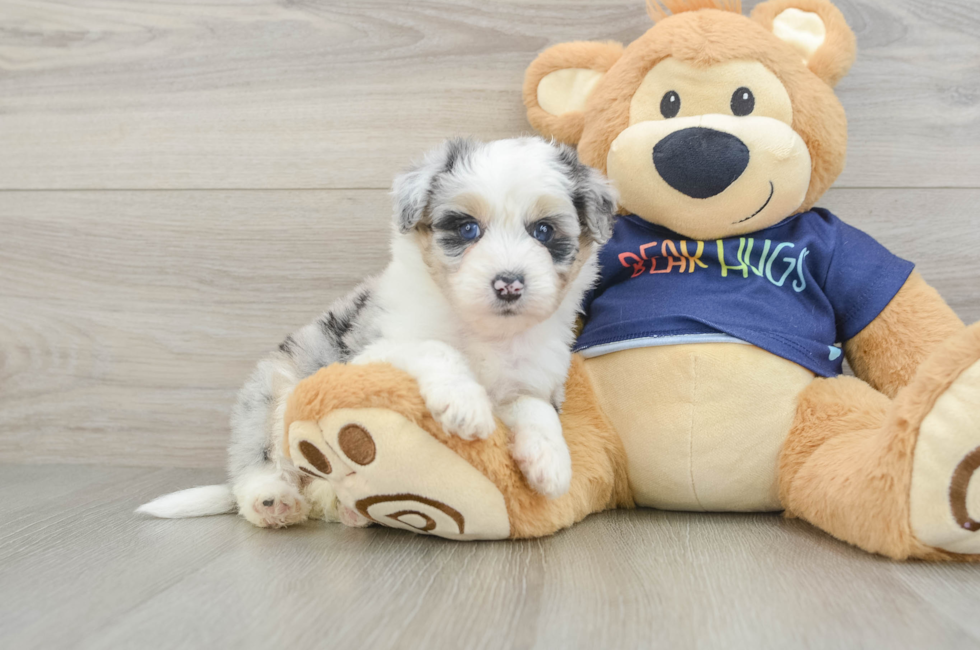 6 week old Mini Aussiedoodle Puppy For Sale - Seaside Pups