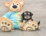 6 week old Mini Aussiedoodle Puppy For Sale - Seaside Pups