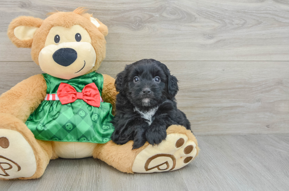 6 week old Mini Aussiedoodle Puppy For Sale - Seaside Pups