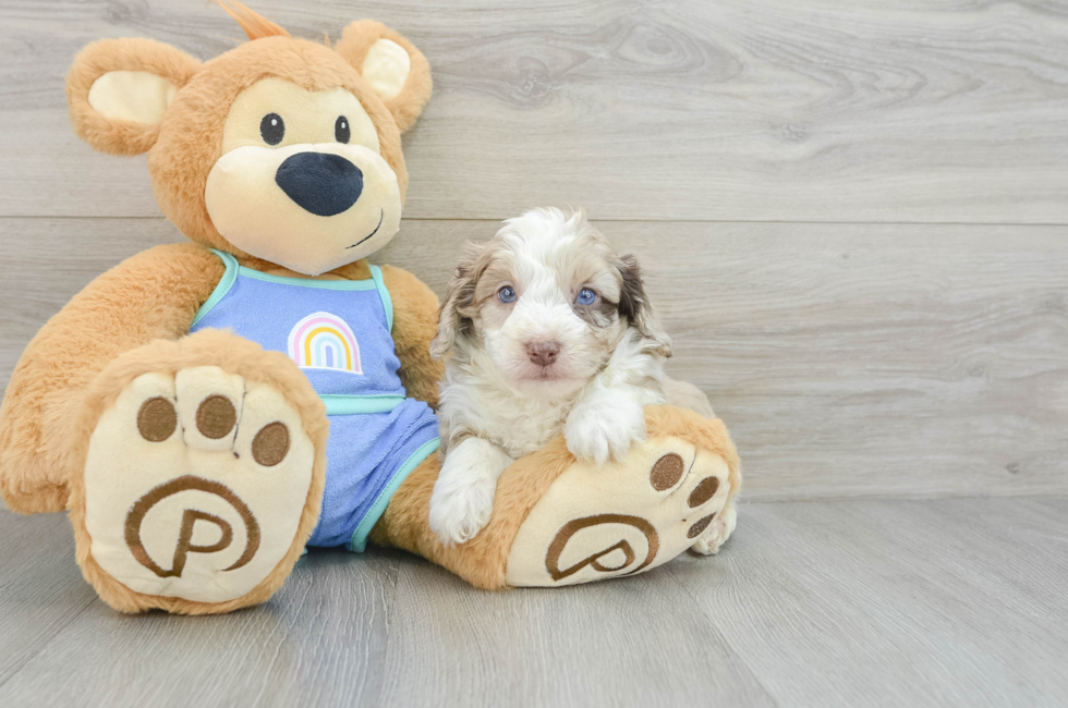 6 week old Mini Aussiedoodle Puppy For Sale - Seaside Pups