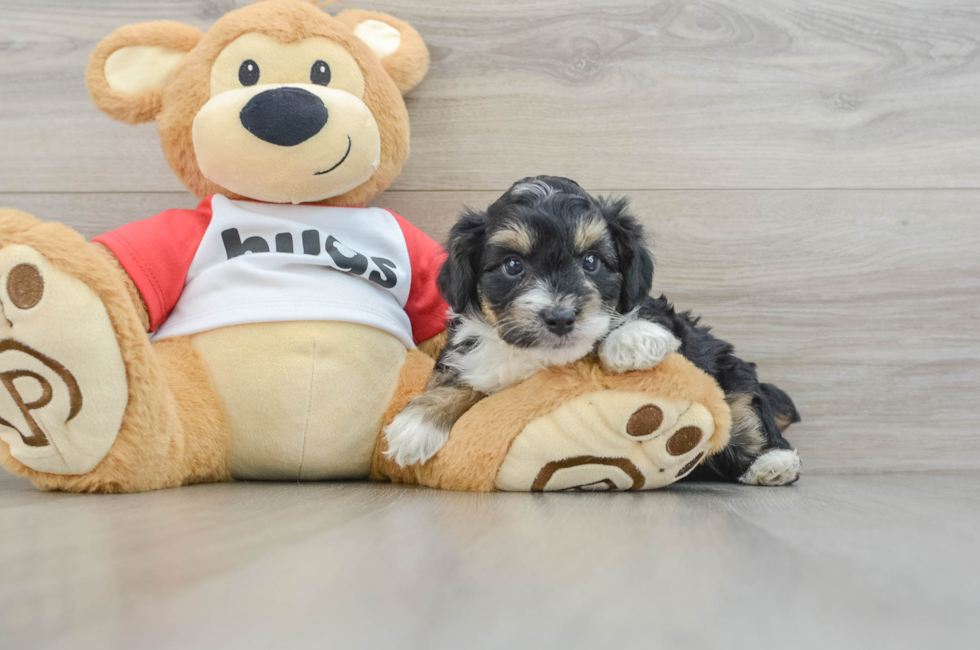 6 week old Mini Aussiedoodle Puppy For Sale - Seaside Pups