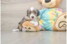 Funny Mini Aussiedoodle Poodle Mix Pup