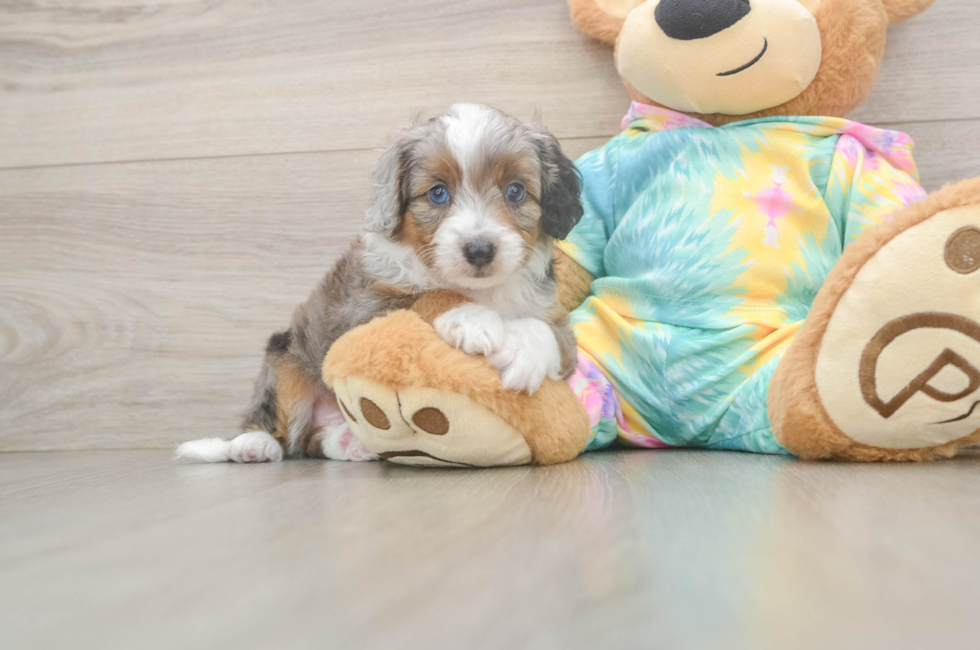 5 week old Mini Aussiedoodle Puppy For Sale - Seaside Pups