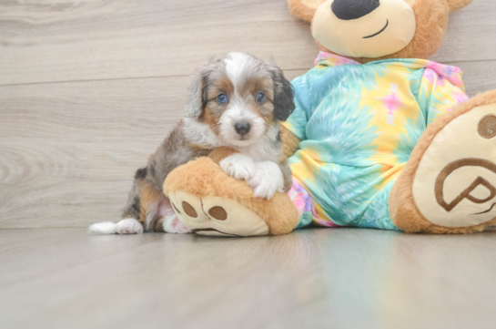 Funny Mini Aussiedoodle Poodle Mix Pup