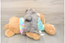 Little Mini Aussiepoo Poodle Mix Puppy
