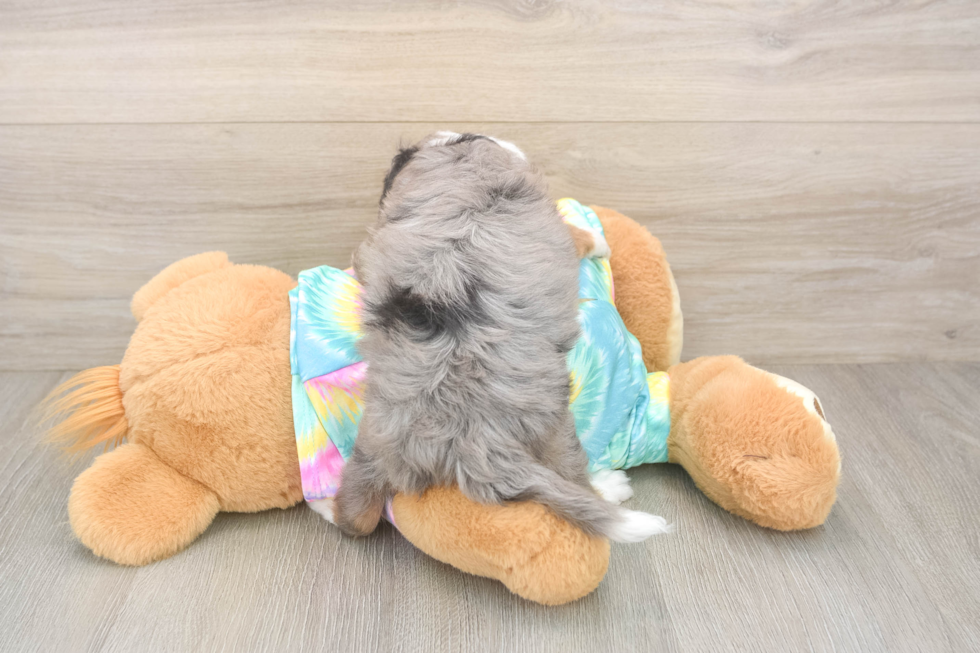 Little Mini Aussiepoo Poodle Mix Puppy