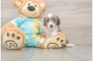 Mini Aussiedoodle Pup Being Cute