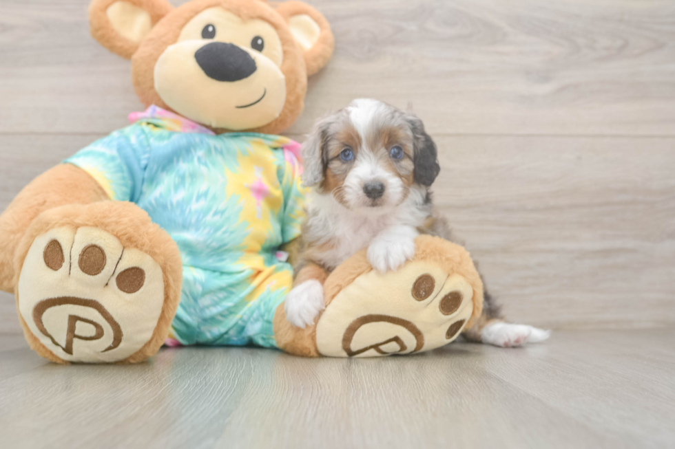 Mini Aussiedoodle Pup Being Cute