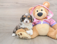 7 week old Mini Aussiedoodle Puppy For Sale - Seaside Pups