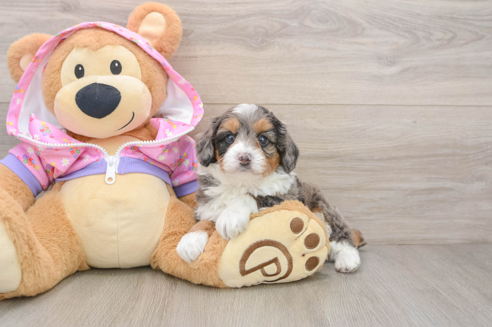 Hypoallergenic Aussiepoo Poodle Mix Puppy