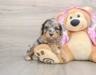 8 week old Mini Aussiedoodle Puppy For Sale - Seaside Pups
