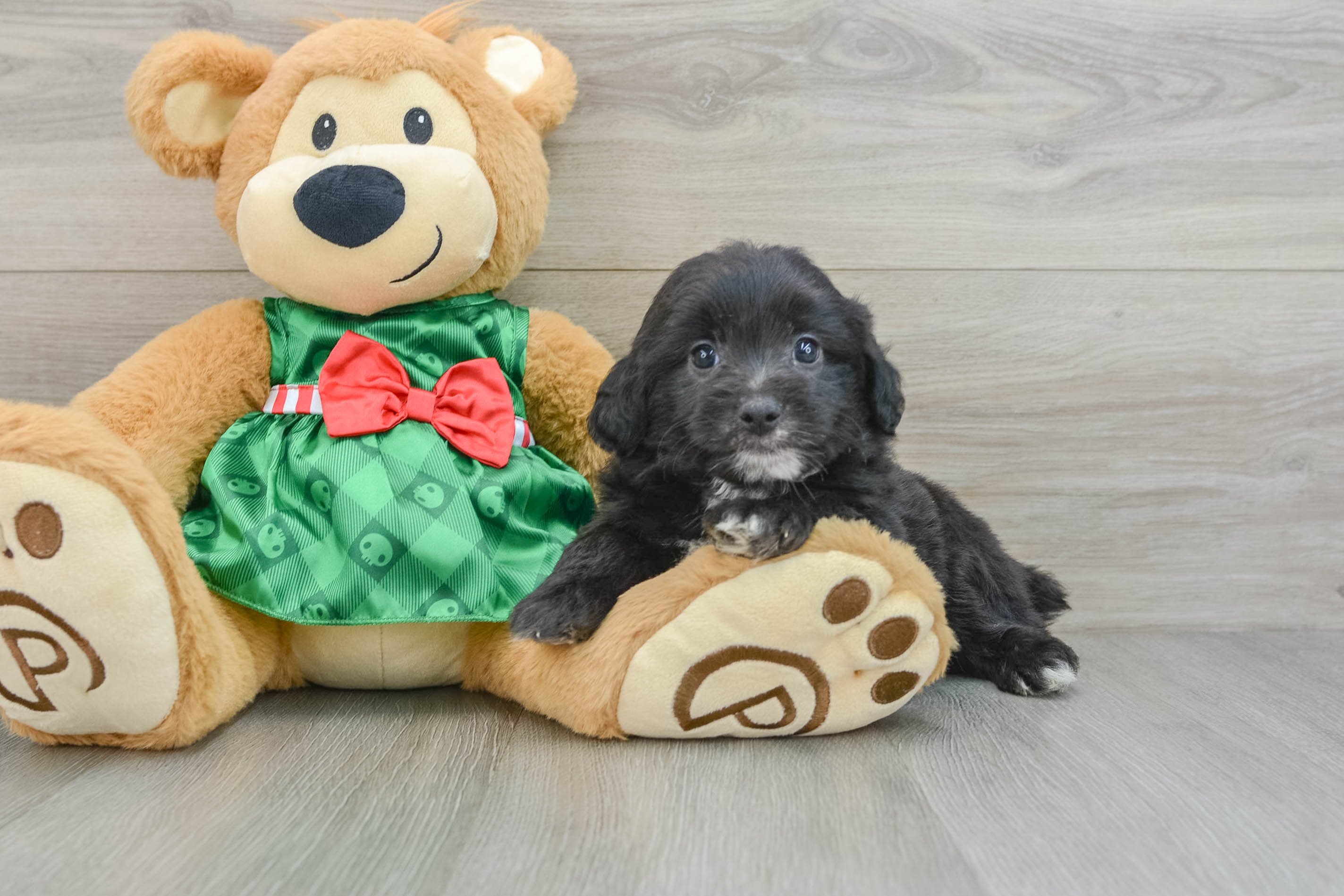 Small Mini Aussiedoodle Baby