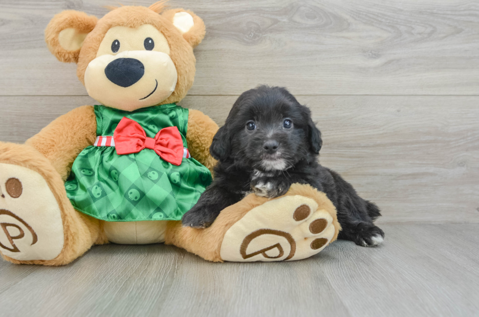 6 week old Mini Aussiedoodle Puppy For Sale - Seaside Pups