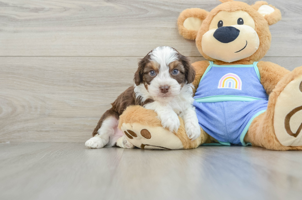 6 week old Mini Aussiedoodle Puppy For Sale - Seaside Pups