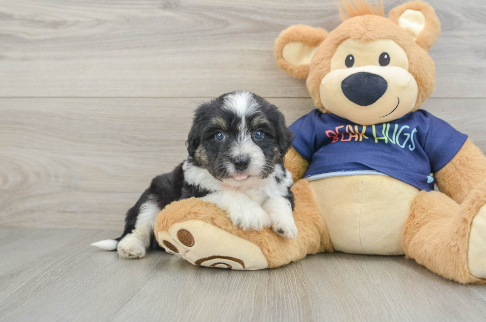 5 week old Mini Aussiedoodle Puppy For Sale - Seaside Pups