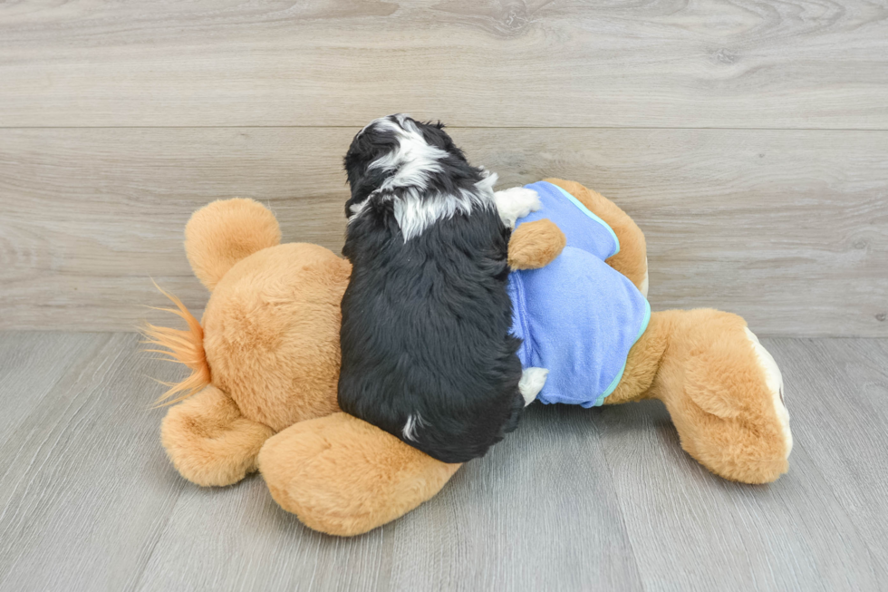 Happy Mini Aussiedoodle Baby