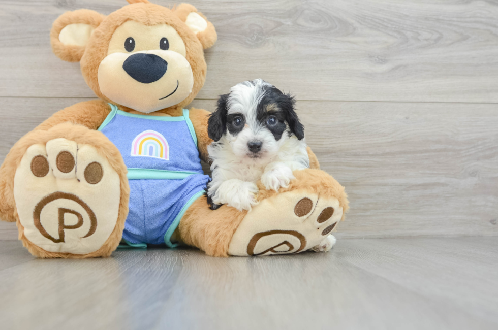 6 week old Mini Aussiedoodle Puppy For Sale - Seaside Pups