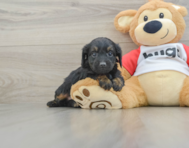 8 week old Mini Aussiedoodle Puppy For Sale - Seaside Pups